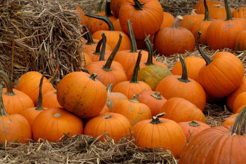 Free Image of Halloween Pumpkins  