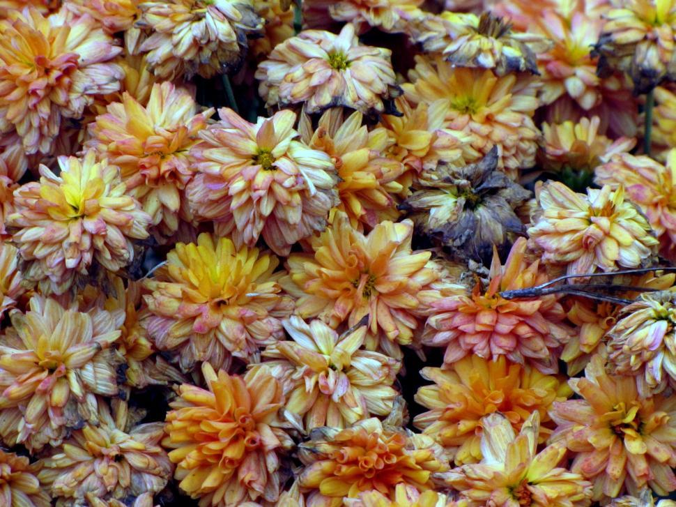 Free Image of Yellow Wild Flowers  
