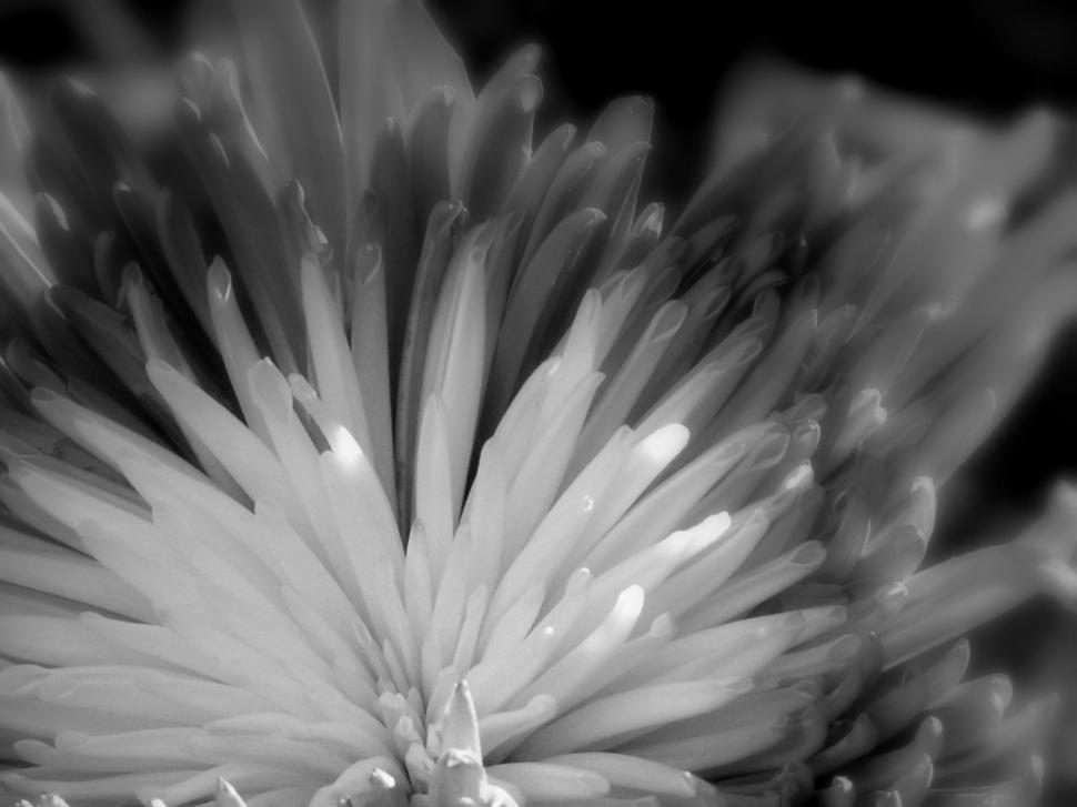 Free Image of Flower with needle-like petals 