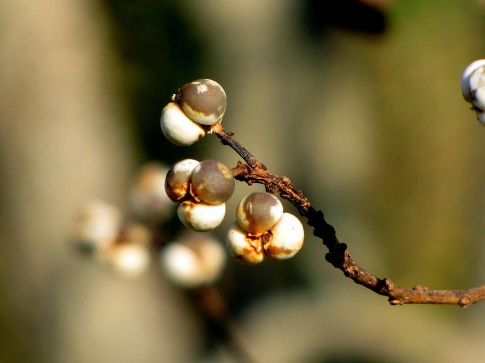 Free Image of Tree Limb and blur background  