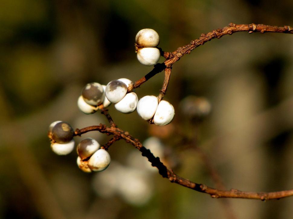 Free Image of Tree Limbs and buds  