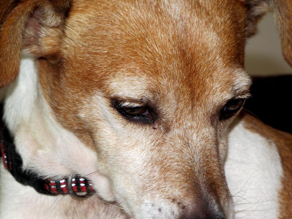 Free Image of Dog Eyes  