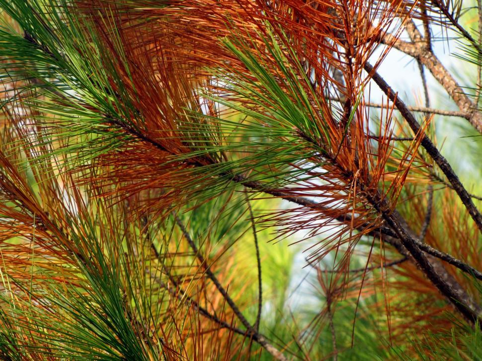 Free Image of Pine tree leaves 