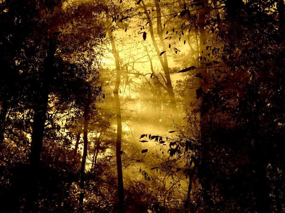 Free Image of Sunbeams and trees  