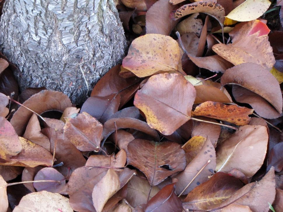 Free Image of Dried Leaves  