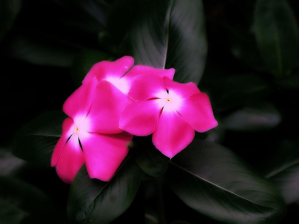 Free Image of Pink Flowers  