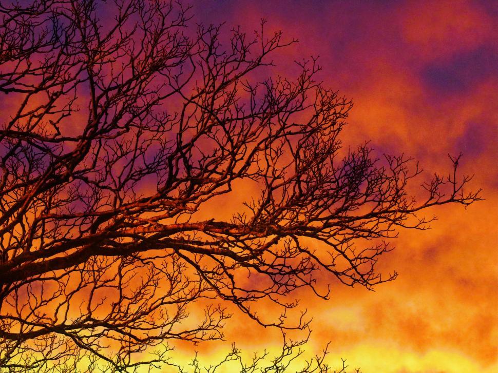 Free Image of Leafless tree with colorful sky 