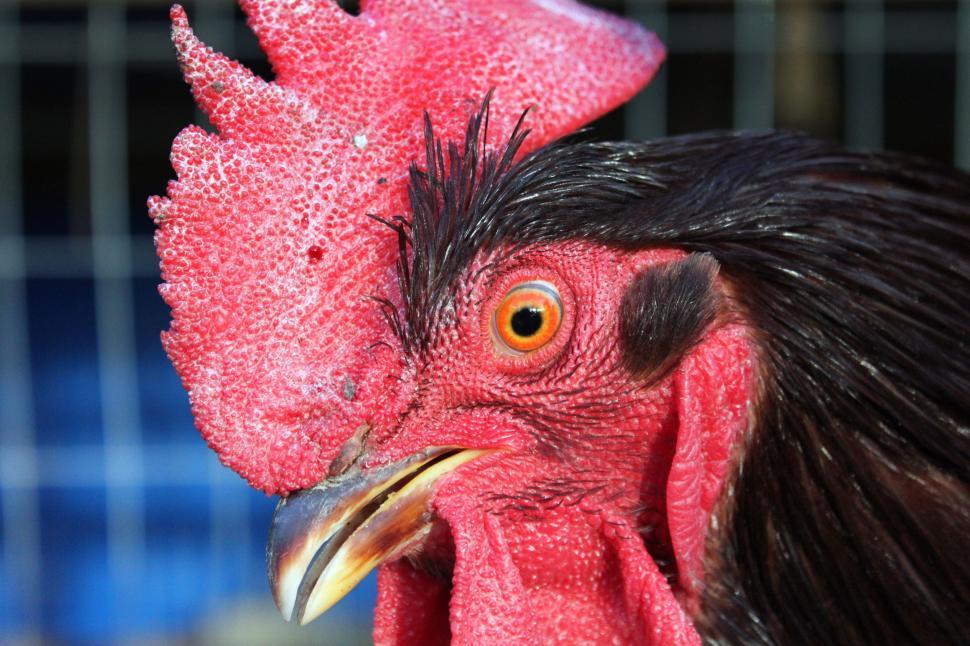 Free Image of Black Rooster  
