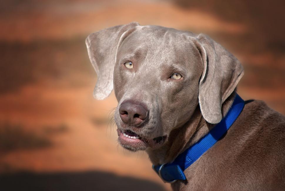 Free Image of Weimaraner Dog  