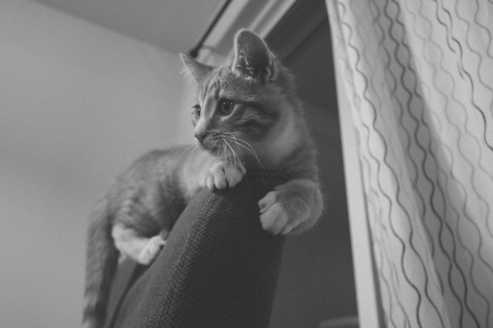 Free Image of Domestic Cat - B&W 