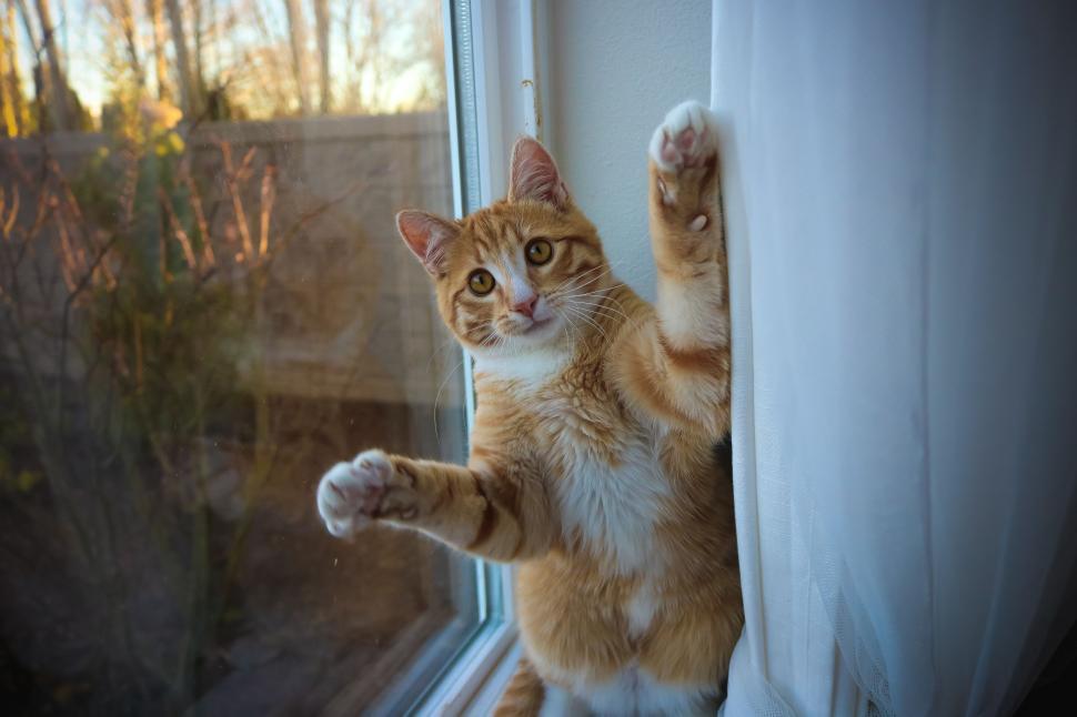 Free Image of Brown White Cat - Looking at camera  