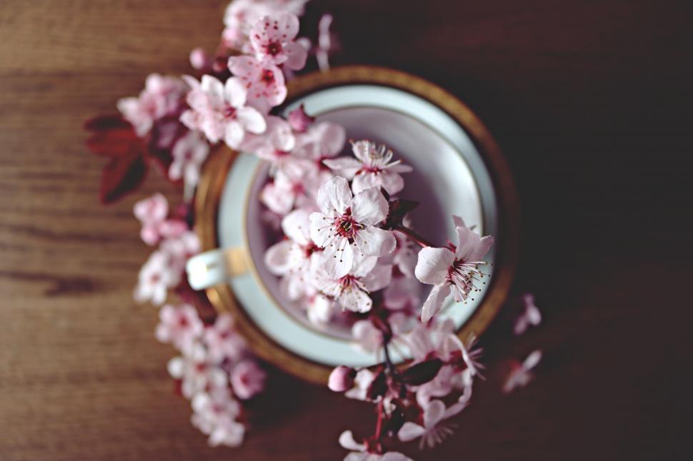 Free Image of Cherry blossom flowers  