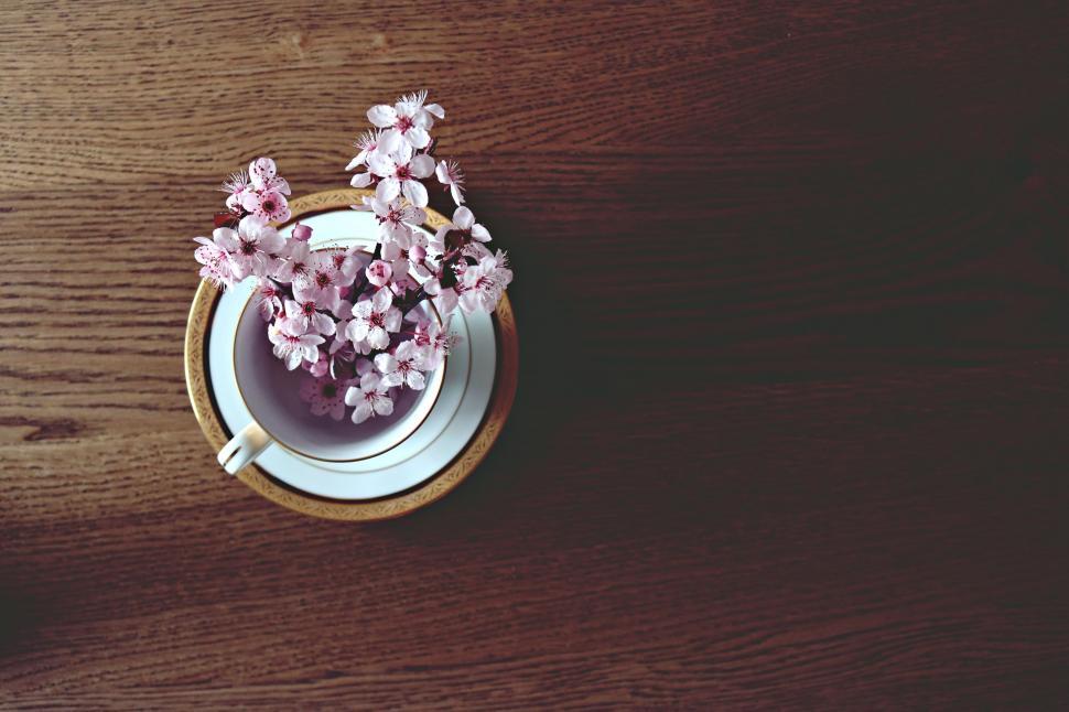 Free Image of Pink cherry flowers 