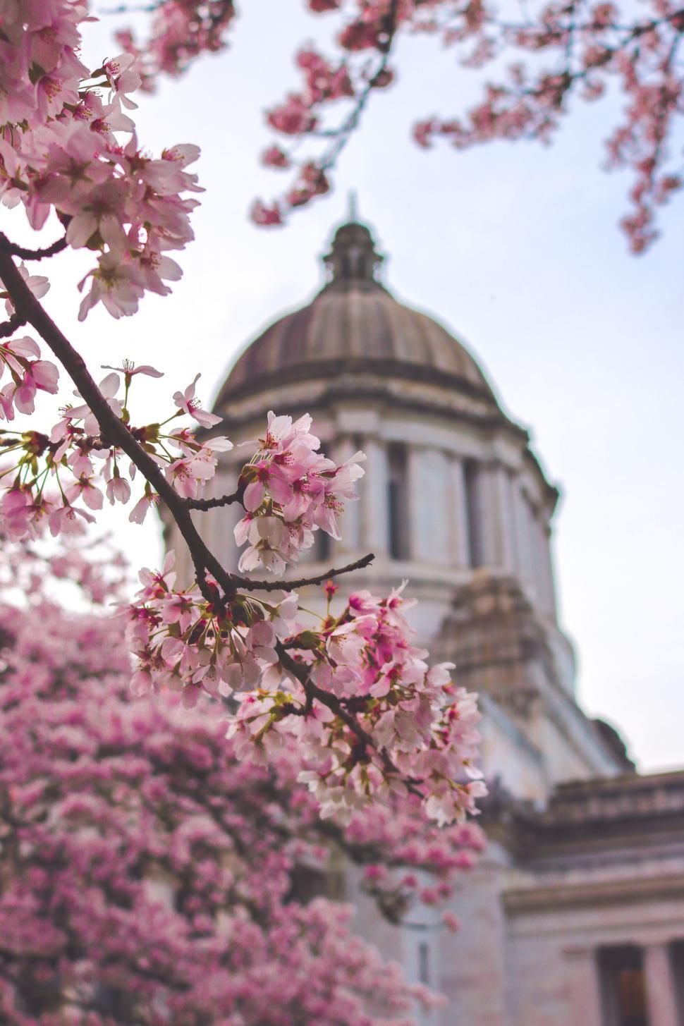 Free Image of Blooming Cherry blossom flowers 