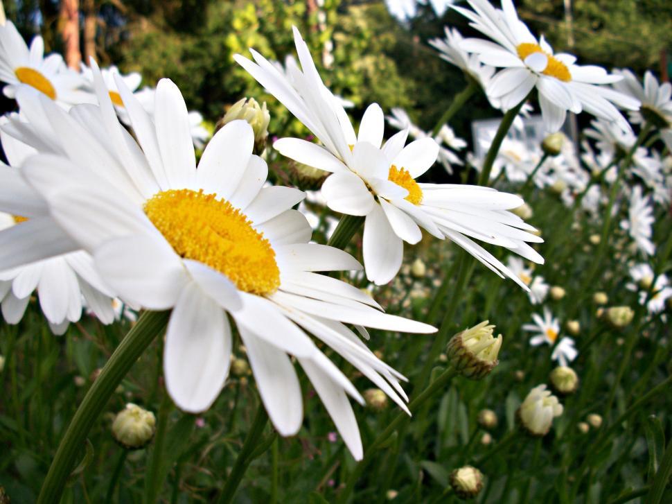 Free Image of White Chamomile Flowers  