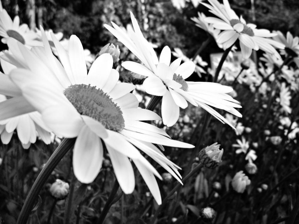 Free Image of Common daisy flowers  