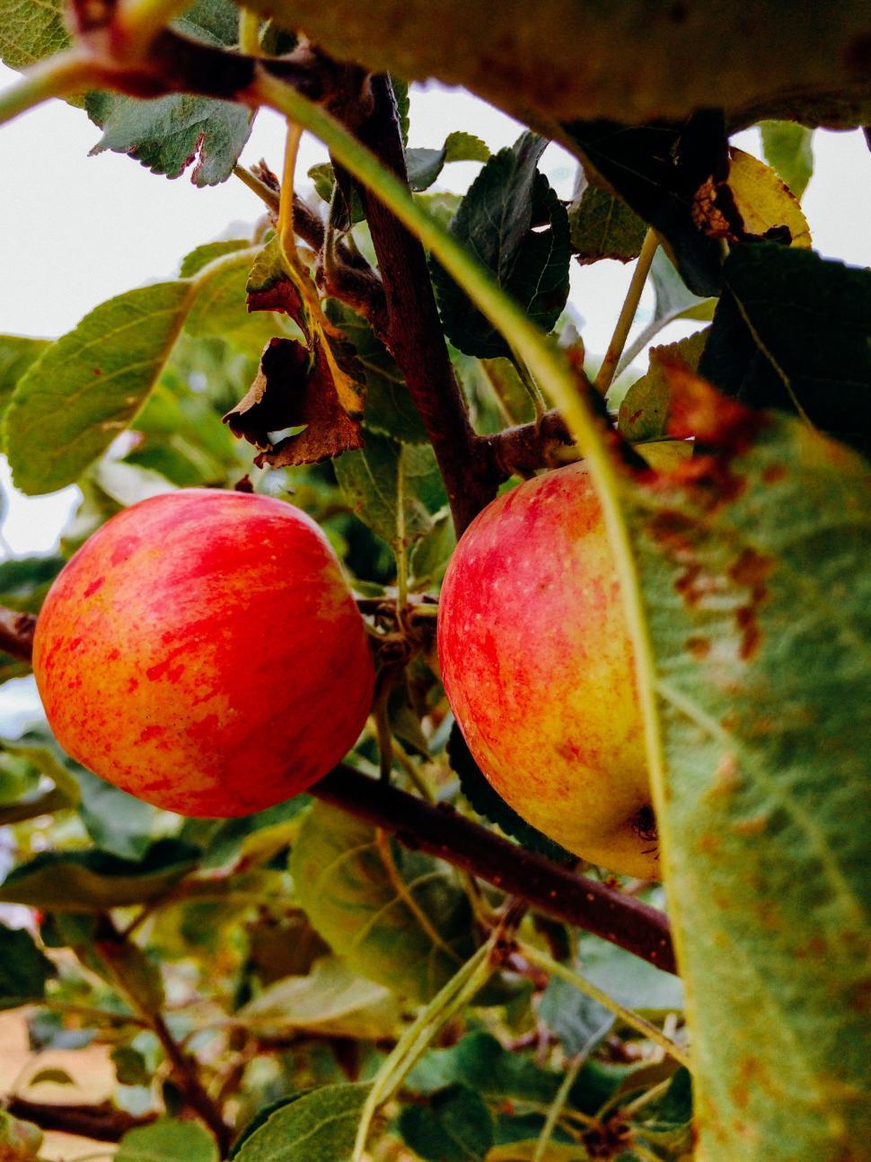 Free Image of Apples on tree  