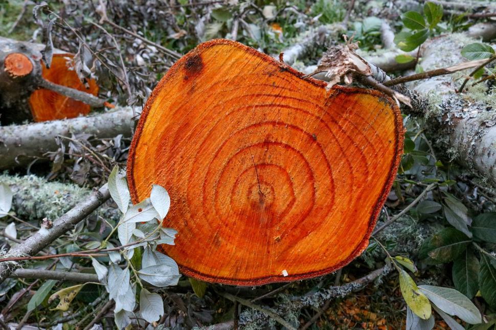 Free Image of Tree stump 