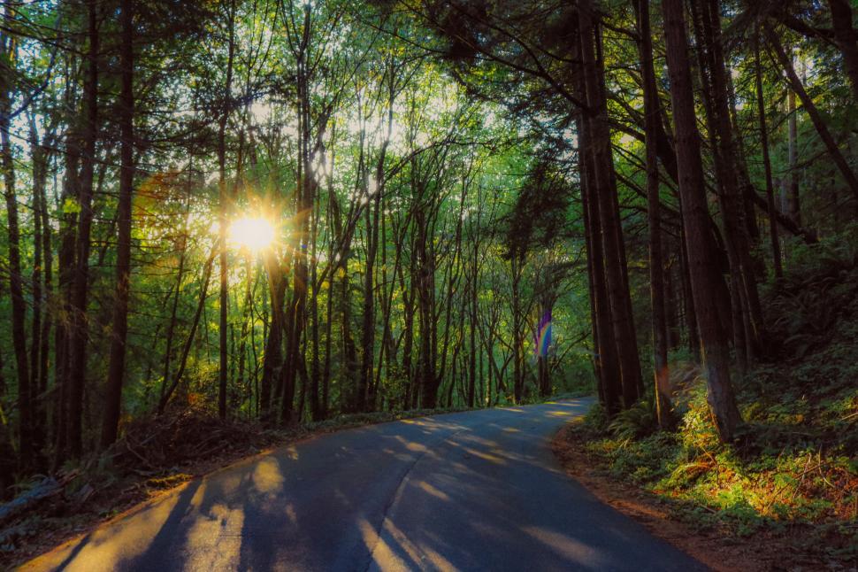 Free Image of Empty Road in forest  