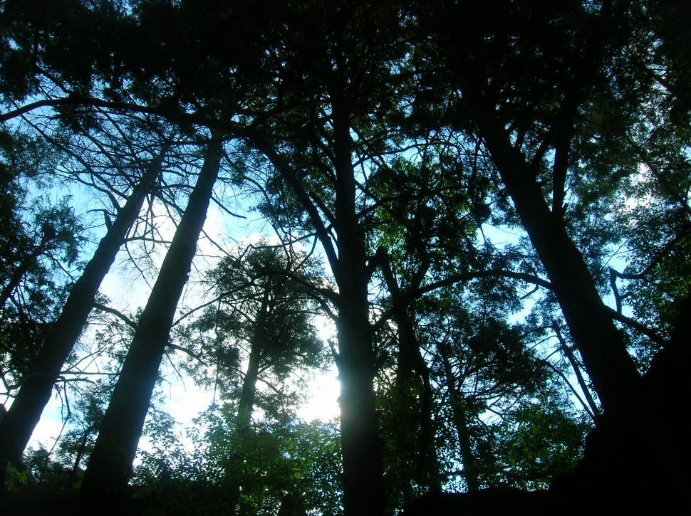 Free Image of Tall Pines 