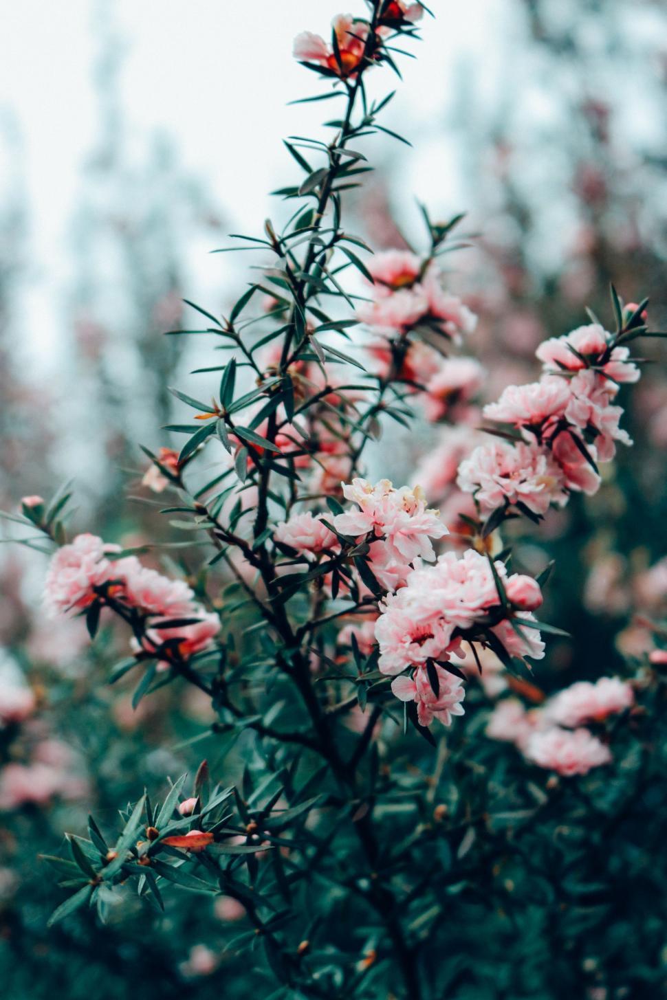 Free Image of Pink Flowers 
