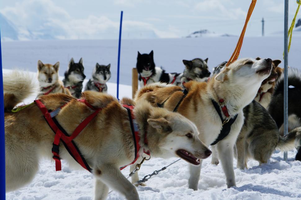 Free Image of huskies 