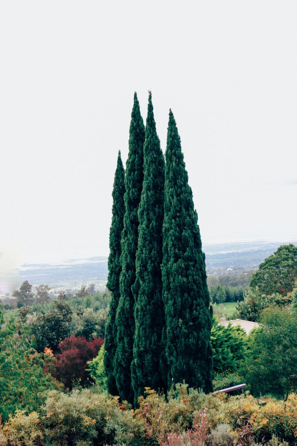 Free Image of Tall Trees in forest  