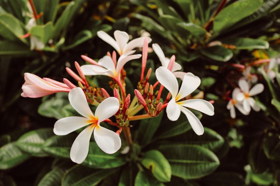 Free Image of White Flowers  