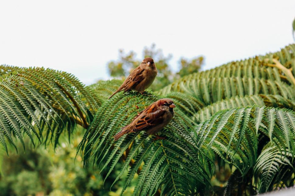 Free Image of Two Birds on palm tree leaves 