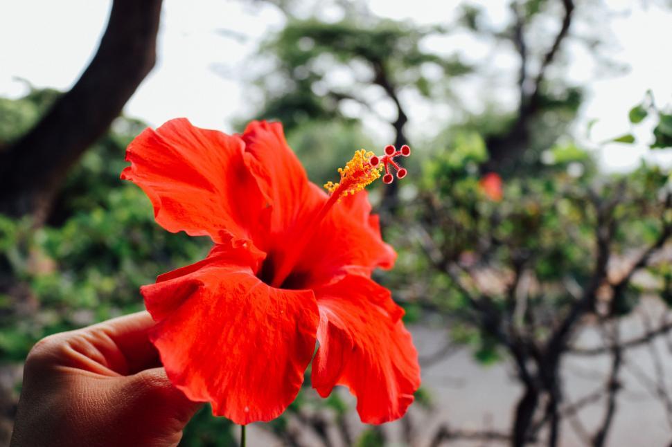 Free Image of Red Flower  