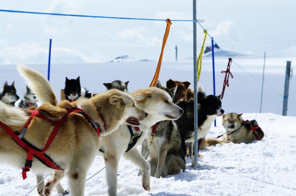 Free Image of huskies 