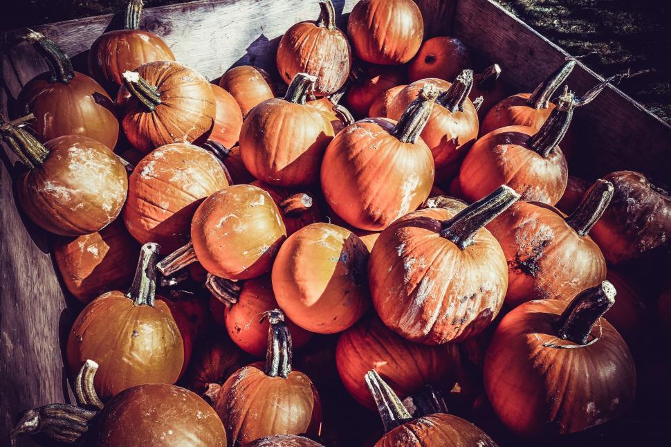 Free Image of Orange Pumpkins 