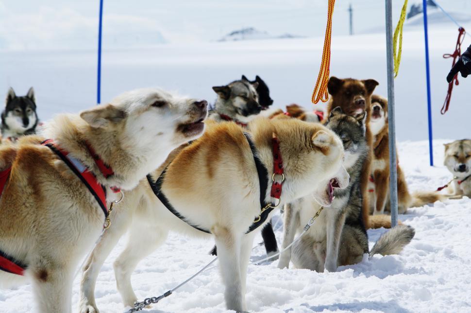Free Image of huskies 