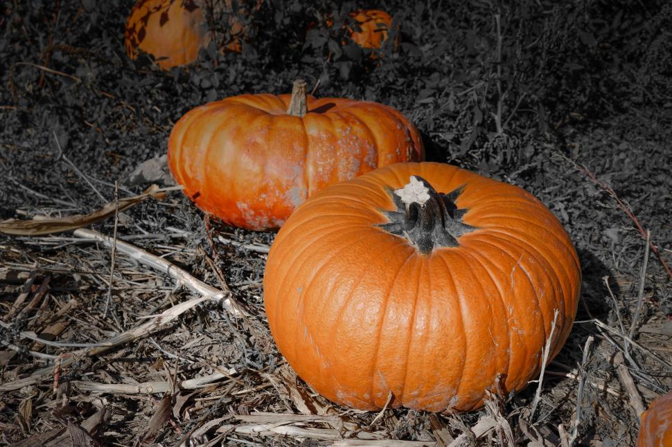 Free Image of  Halloween Pumpkins 