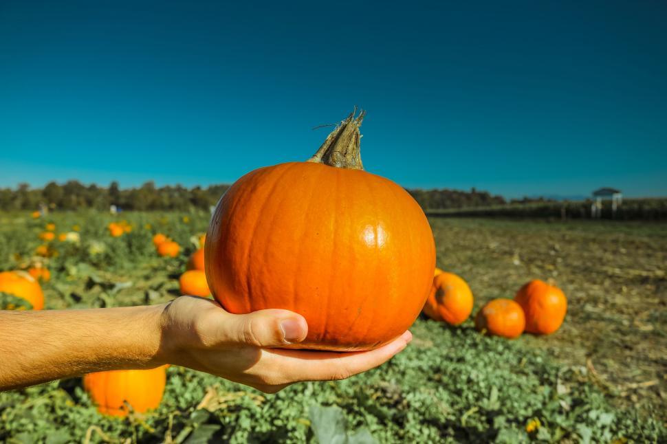 Free Image of Pumpkin in hand  