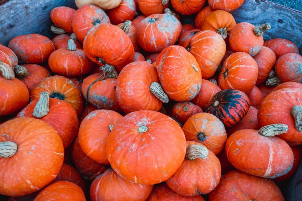 Free Image of Orange Pumpkins For Sale  