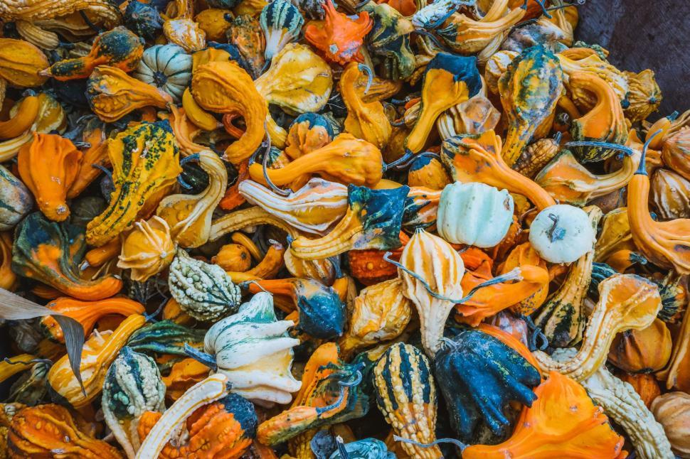 Free Image of Gourd pumpkins - Background  