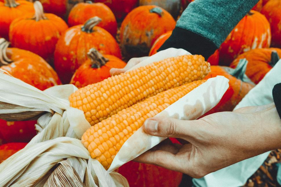 Free Image of Corn cobs and pumpkins 
