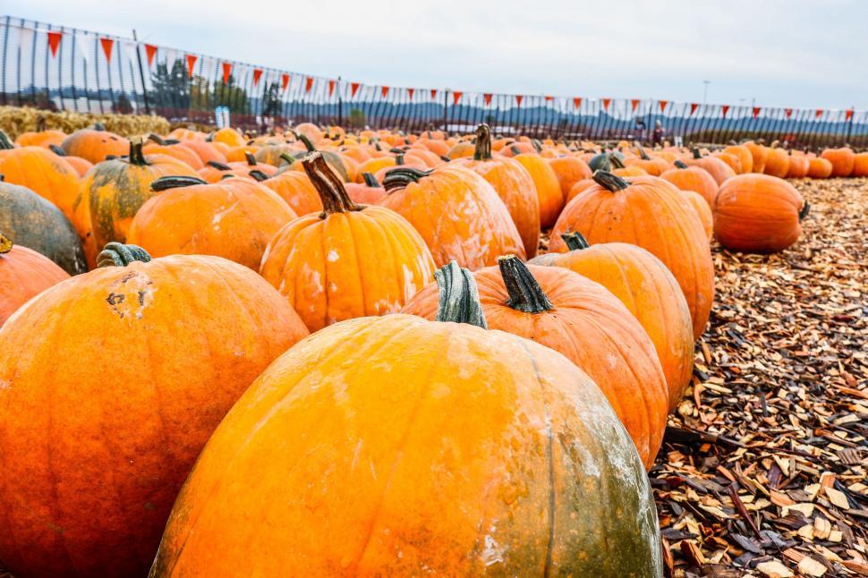 Free Image of Pumpkin Patch 
