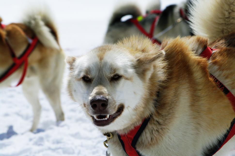 Free Image of huskies 