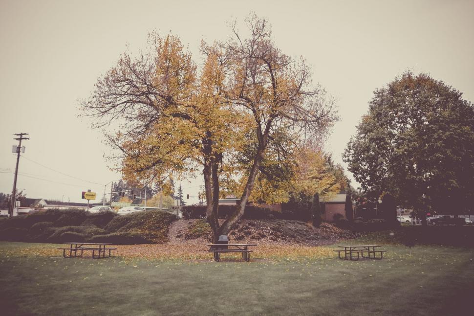 Free Image of Autumn Trees and Benches in park  