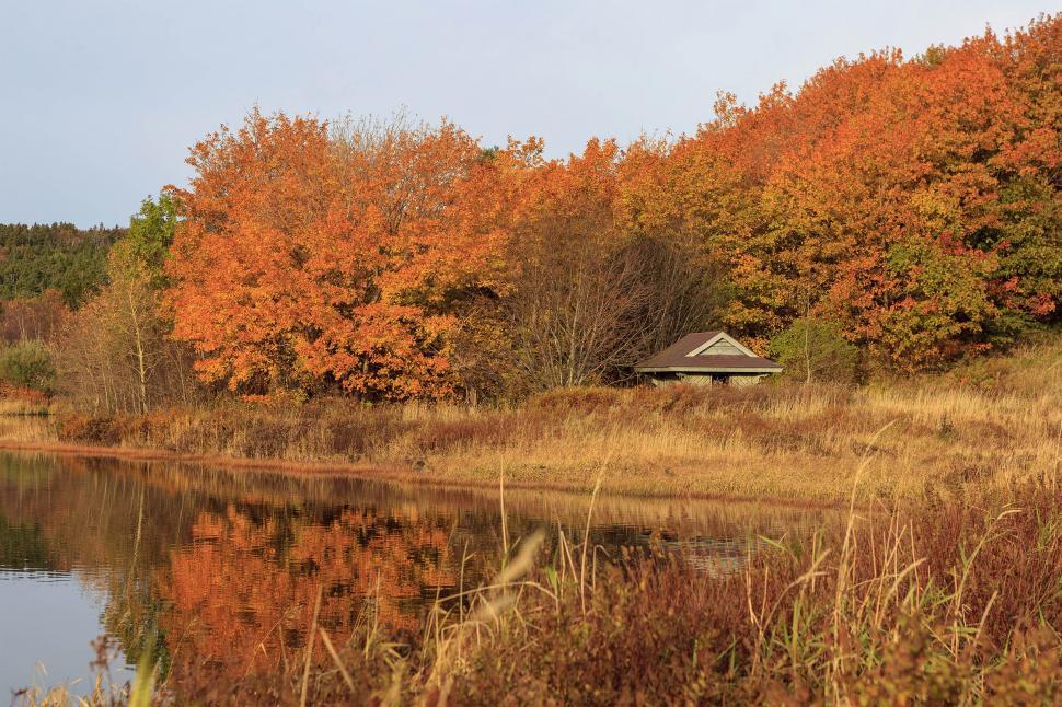 Free Image of The colors of autumn 