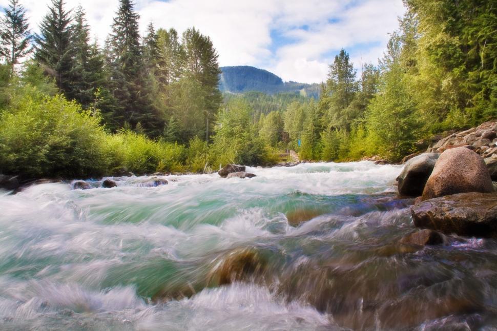 Free Image of Creek in Forest  