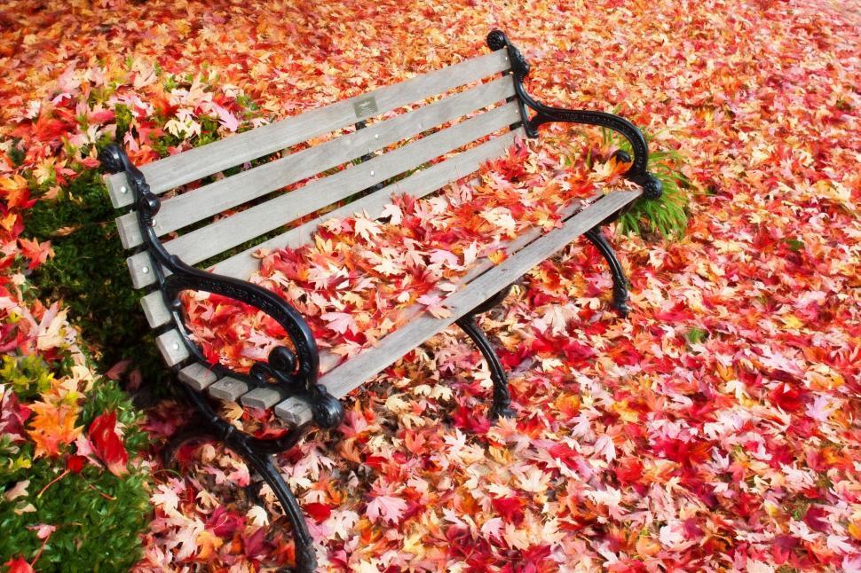 Free Image of Bench and autumn leaves  