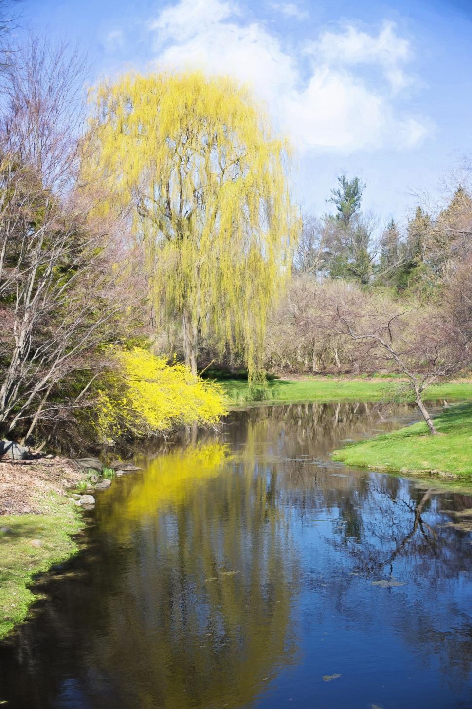 Free Image of Yellow Flowers and Lake  