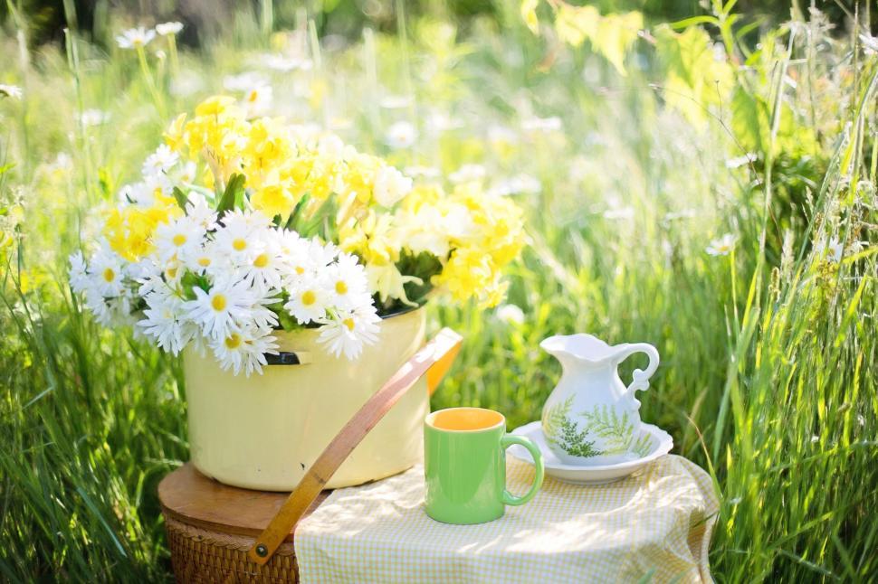 Free Image of Tea Cup and Milk Jug in daisy field 
