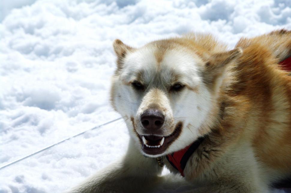 Free Image of Dog With Red Collar Standing in Snow 