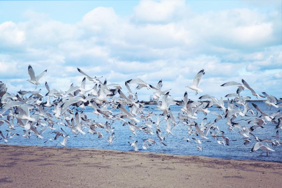Free Image of Seagulls on beach  
