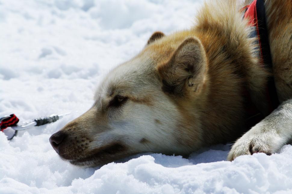 Free Image of close up with a husky 