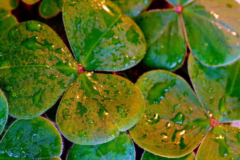 Free Image of Shamrock leaves 